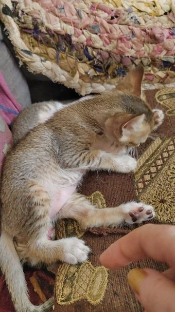 Котенок умывается