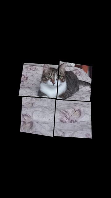 °•Эдит моему первому котику•°! Читайте описание!