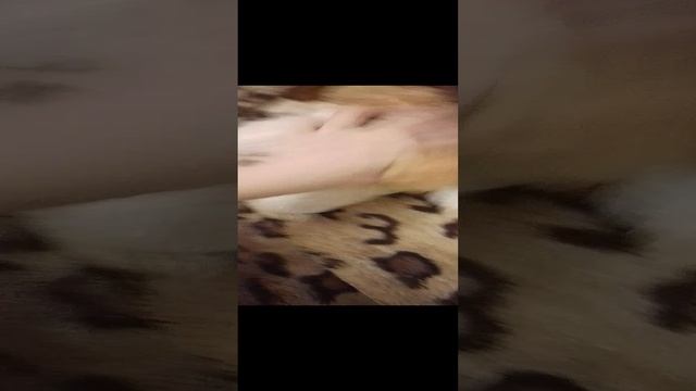 МИСС КОШКИ