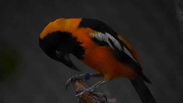 20660742-hd_1920_1080_24fps