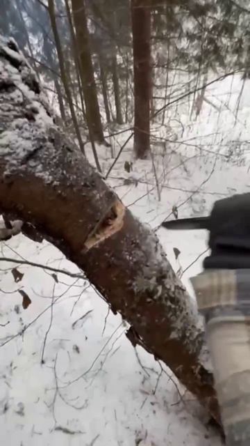 Как повалить дерево одним ножом! 
Этап 2