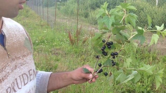 Смородина чёрная сорт Волшебница