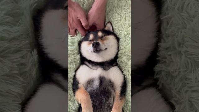 Собачий АСМР. #Собаки #dog #АСМР #асмр #Асмр #Собачий АСМР #ASMR
