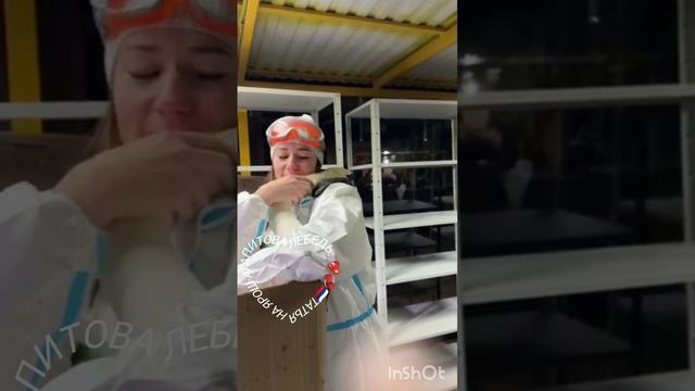 Лебедь. Татьяна Ярош-Агапитова. Дора русский спаниель.