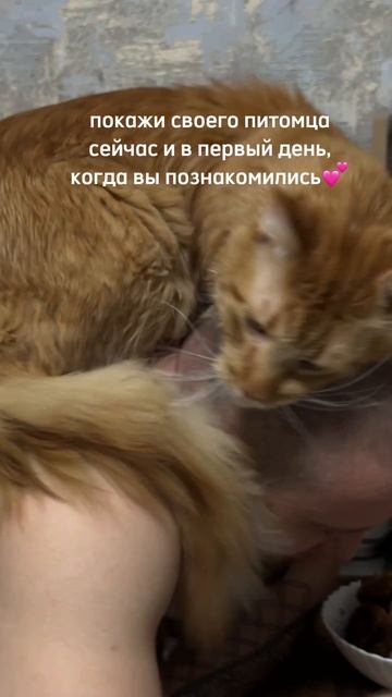 Друзья с котячества inst: amadeus_murr