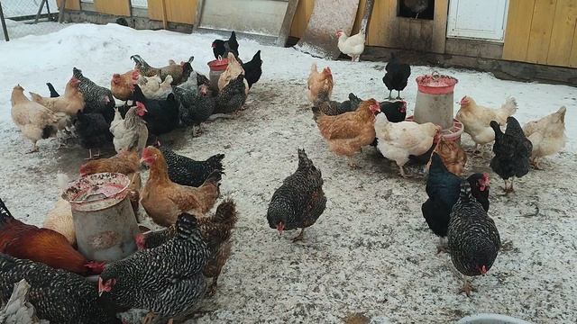Деревенский менталитет или просто лень? Куры🐔 гуси🪿 рыжий кот Фокс🐱 хозяюшка Лапа