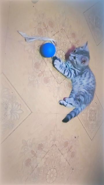 Котёнок играет с гаджетом