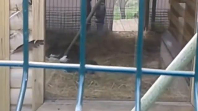 прикольный павлин Ярославского  зоопарка