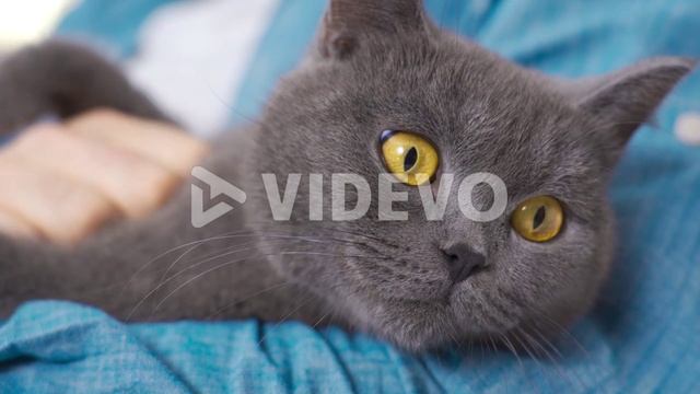 Обаятельное видео со смешным мемом.