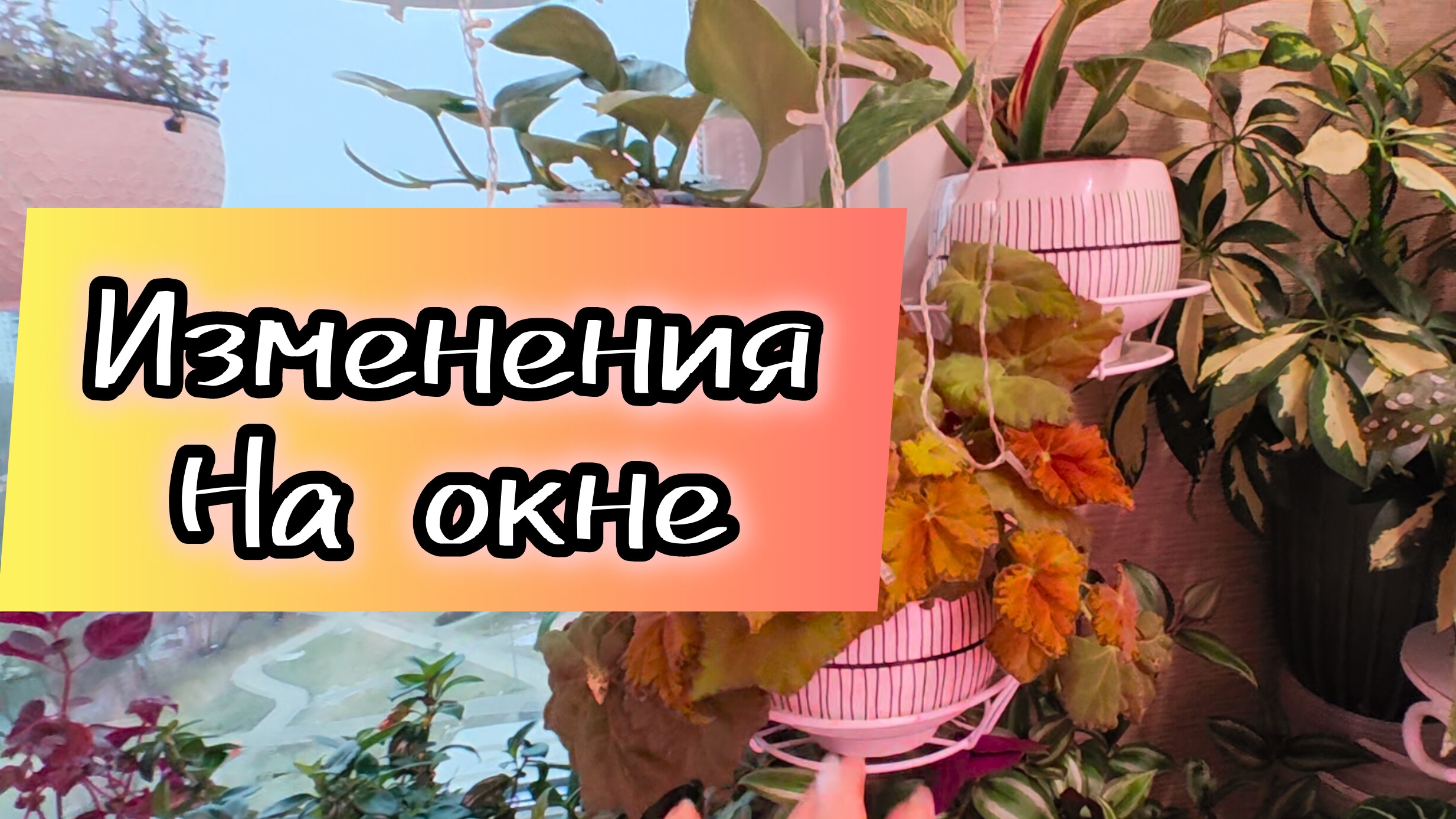 Изменения на окне после пересадок и перестановок.