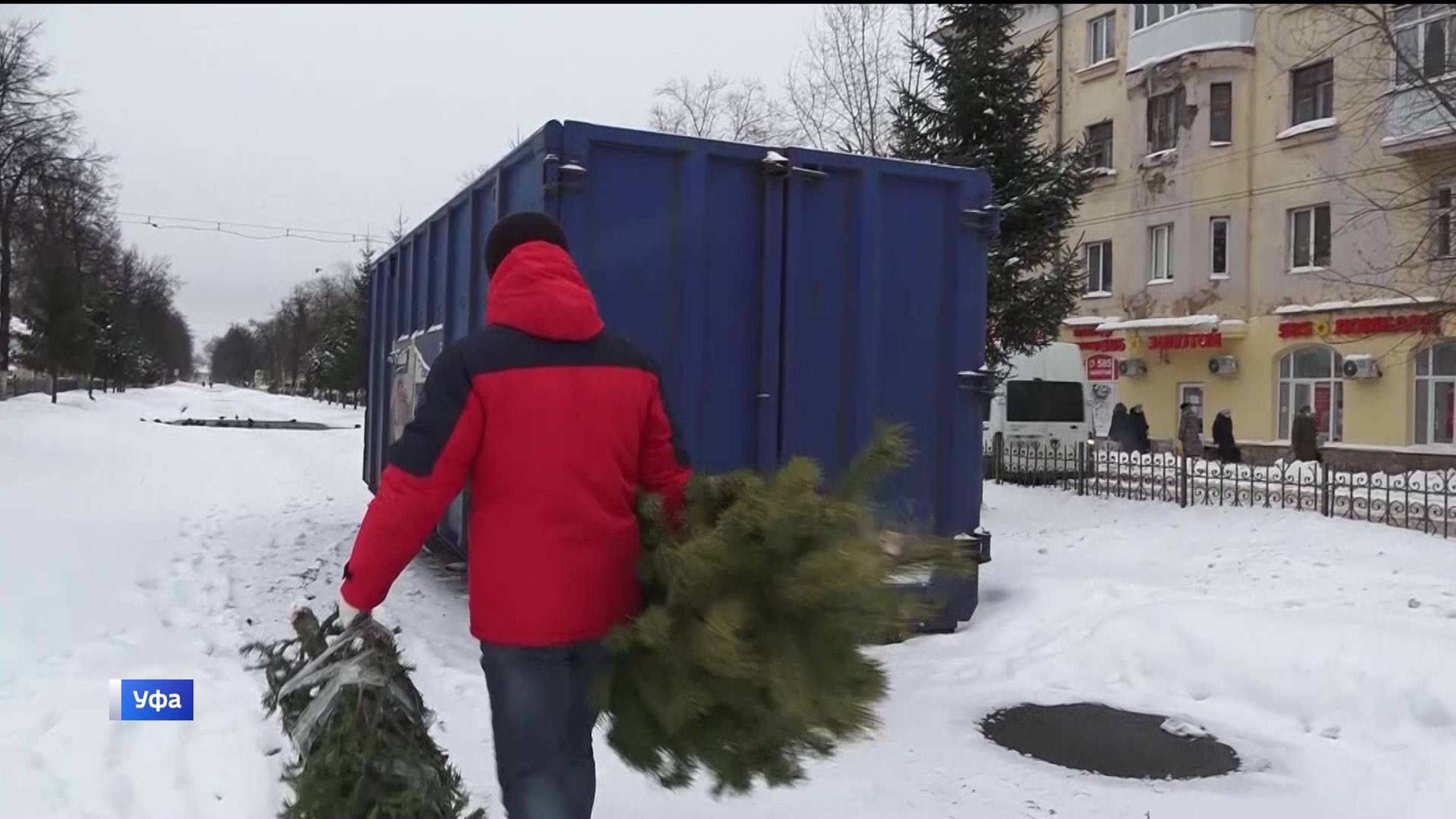 В Уфе продолжается ежегодная экологическая акция «Елки в щепки»