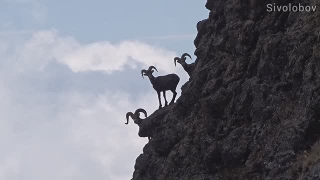 На просторах Корякского нагорья - видеоролик.