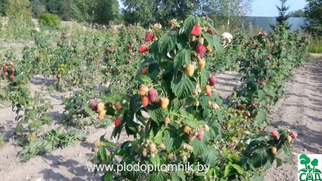 Малина ремонтантная сорт Евразия