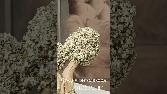 Бонсай "Цетрария".mp4