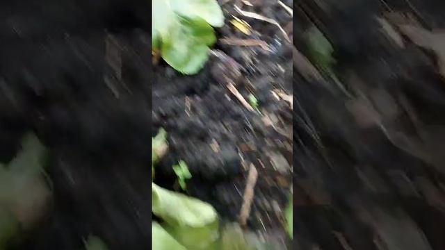 1000007003.mp4