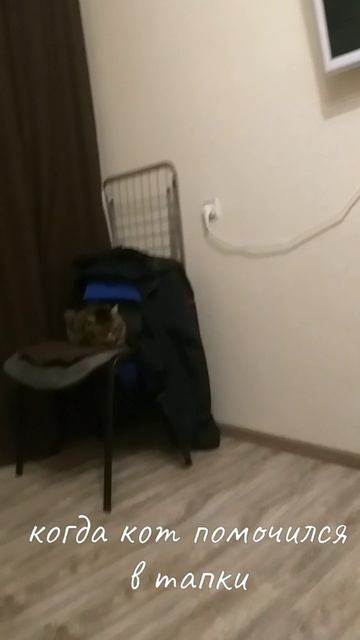 во время съёмки видео кот НЕ пострадал