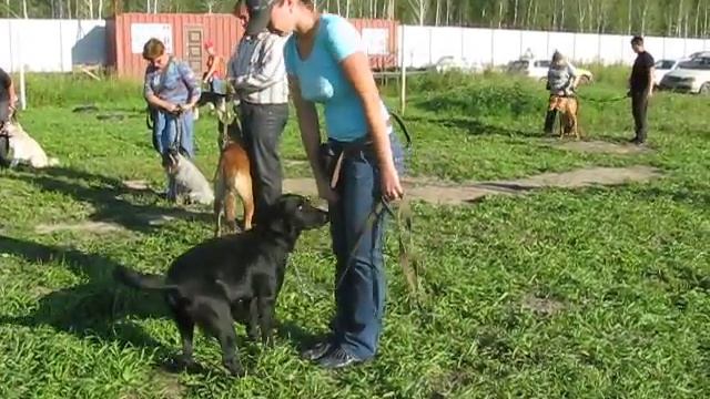 Алена и Тера. Отработка перехода из положение "Рядом" в положение "Ко мне"