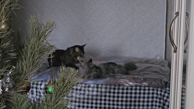 Ещё никогда Штирлиц не был так близок к провалу🕵