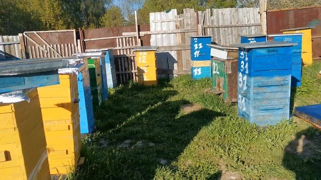 Смотрел пчелок и увидел расплод в магазине))