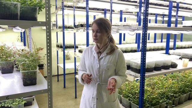 Как устроена лаборатория INVITRO по производству саженцев голубики?