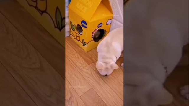 неугомонные
