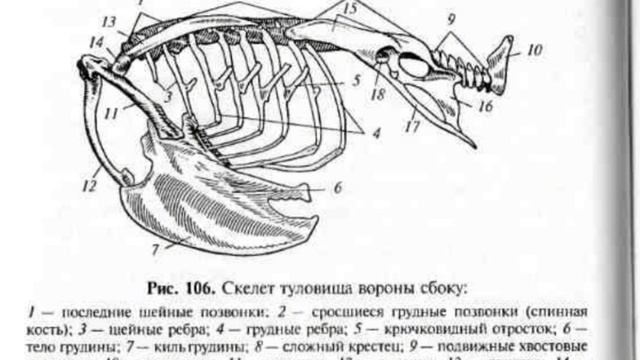 анатомия птиц. огэ и егэ биология