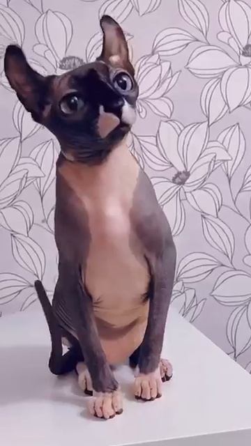 VID-20250111-WA0001.mp4