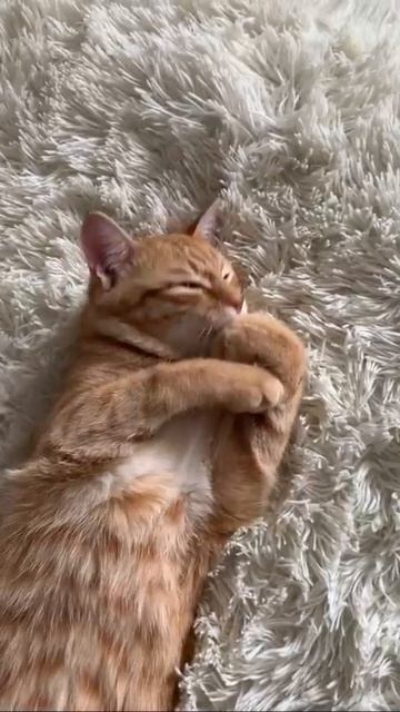 Мы в ВК https://vk.com/life_of_cats