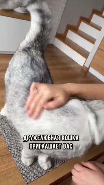 Почему кошки поднимают попу, когда их гладишь