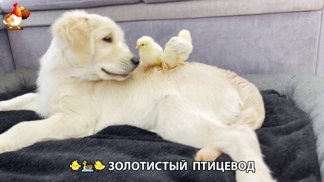 Щенок с цыплятами и утятами 🐤🦆🐶 Золотистый ретривер птицевод ❣️🥰😂 (2)