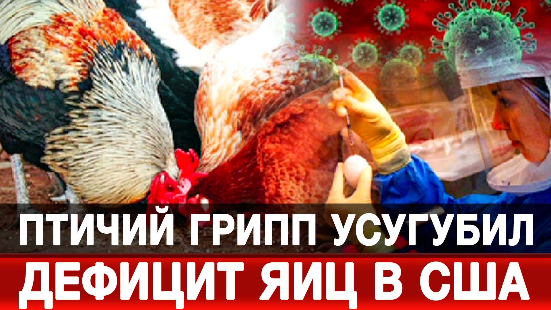 Птичий грипп усугубил дефицит яиц в США