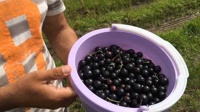 Смородина чёрная сорт ДОБРЫНЯ