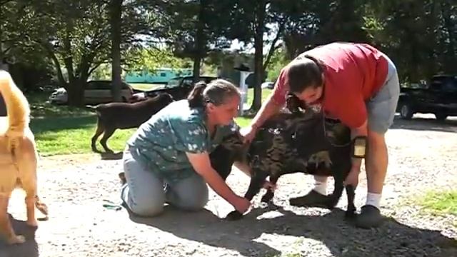Trimming Goat Hooves