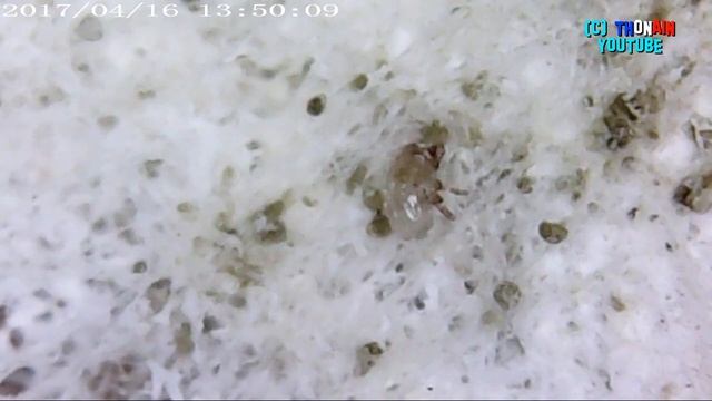 CERON SUR TOMME vu AU MICROSCOPE NUMERIQUE X 600