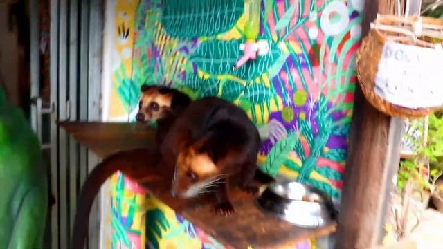 Kopi Luwak Coffee | Bali (Poop Coffee) Sneak peak Video