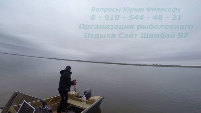 Сомик на 20 кг. Волга. Осень Монтаж снасти для квочника. от Юрия Философа