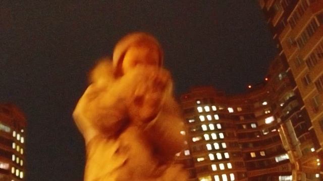 мы танцуем шманце