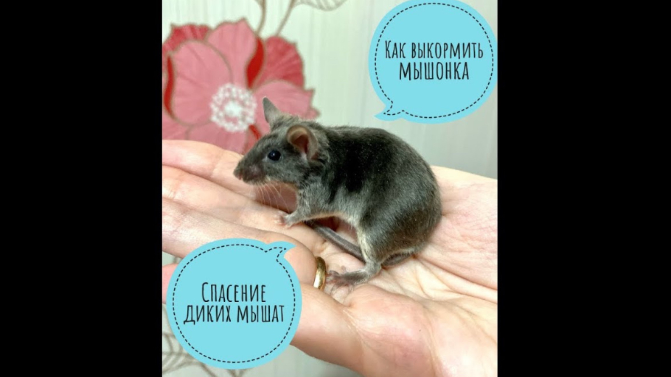 Как выкормить слепых мышат без мамы. Спасение новорожденных мышек.