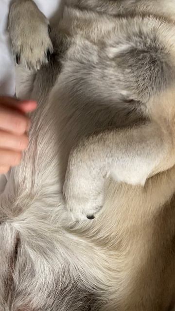 Buba_мопс_25г.01.24-2
