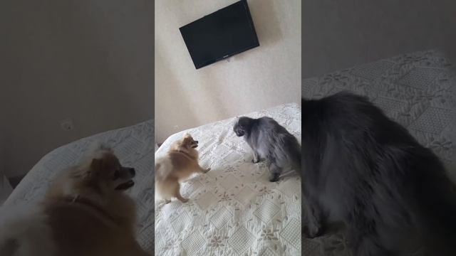 Битва кота и шпица!