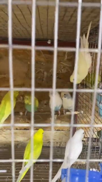 Новый завоз попугайчиков #shorts