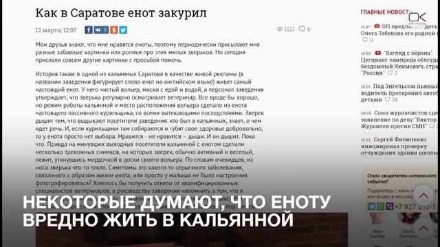 Ручной енот Мико поселился в кальянной