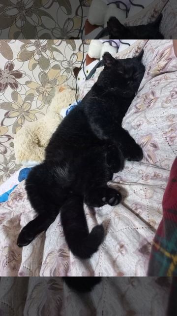 °•Эдит моему второму коту•°