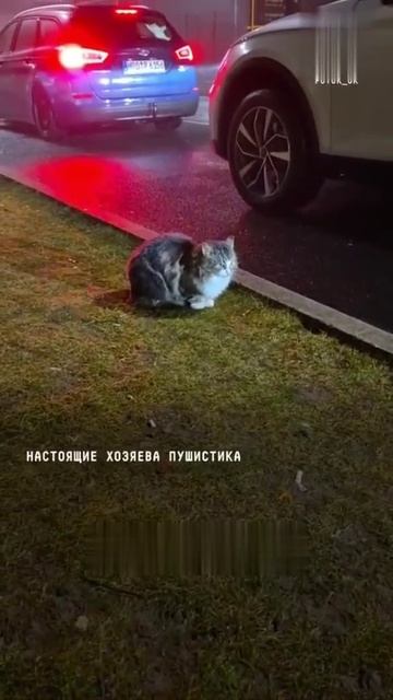 Журналисты рассказали о русском коте-скамере, который пересекает границу с Польшей
