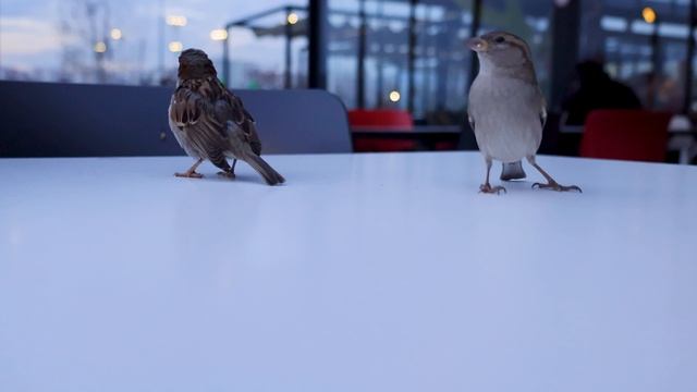 19875504-uhd_3840_2160_25fps