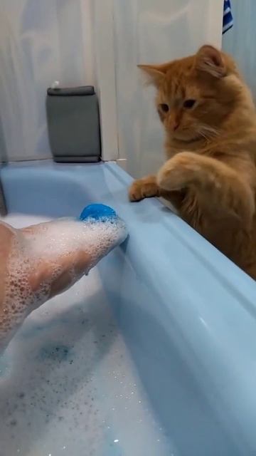 Чего это она на меня шипит 🤣