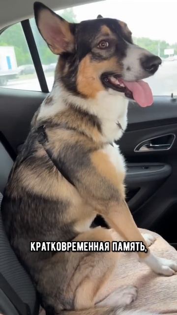 Кто умнее кошки или собаки