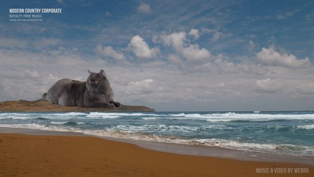 Шотландский Гладкошерстный Кот
