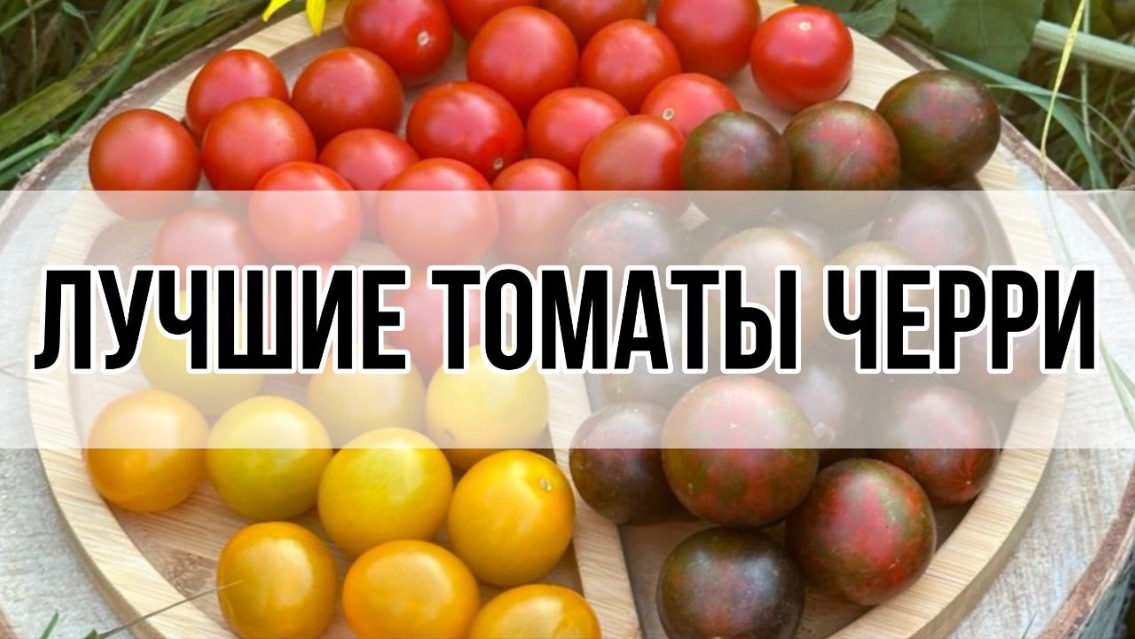 ЛУЧШИЕ ТОМАТЫ ЧЕРРИ НА СЕЗОН 2025 ГОДА. ПРОДОЛЖАЕМ ВЫБИРАТЬ.