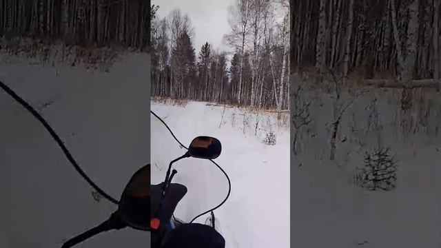 на снегоходе по лесу.